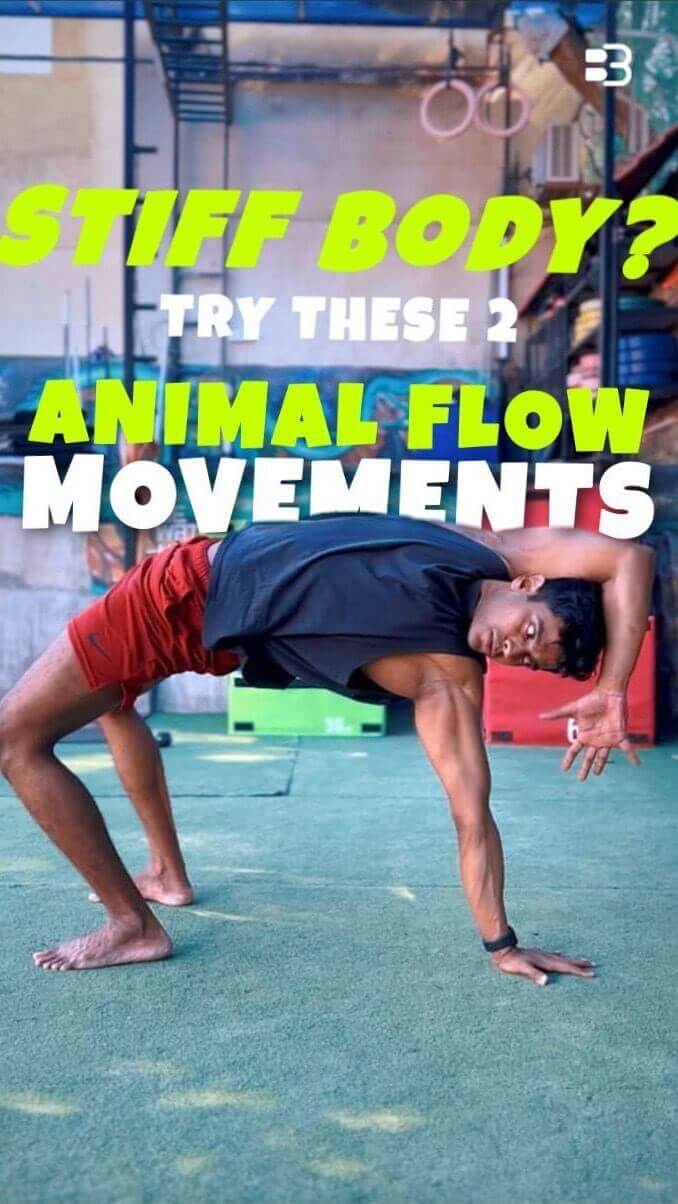 Animal Flow Movements